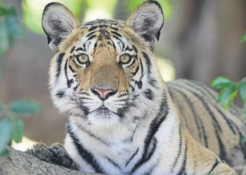 No animal from the zoo would be permitted to be brought into the wild but only injured, old, orphaned or man-eater tigers