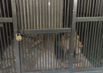 The lion seen locked in its cage at Tirupati zoo.(X,Sudhakar Udumula)