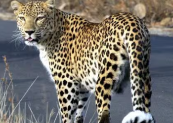 The leopard population has increased in Madhya Pradesh, Maharashtra, and Andhra Pradesh, while a decline has been noted in Odisha, Chhattisgarh, and Telangana (PTI)