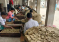 With more than a million bidi workers living in West Bengal’s Murshidabad and Malda districts, their influence on the vote bank is undeniable there.