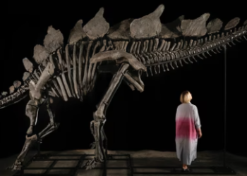Apex is the largest stegosaurus ever found, as per Sotheby’s(Instagram/@guinnessworldrecords)