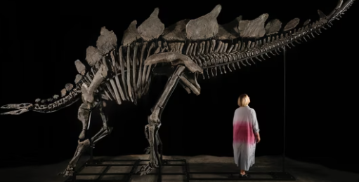 Apex is the largest stegosaurus ever found, as per Sotheby’s(Instagram/@guinnessworldrecords)