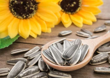 Sunflower Seeds: The Perfect Morning Snack?