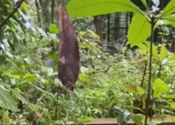 There is a vine snake hiding in this video.(Instagram@ishan.shanavas)