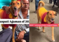 A heartwarming video of a stray dog named Sheru, dressed up for the festival, has gone viral. (Instagram-ayushh_clicks)
