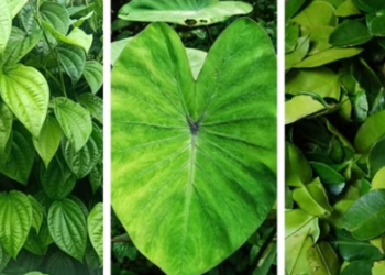 Leaves are packed with essential nutrients and can target certain issues in the body like gut or oral health, and improve them. (Shutterstock)