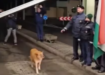Stray Dog Steals the Show as First to Cross Romania-Hungary Border After Schengen Expansion