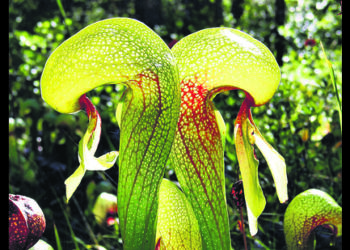 Fleshy, Flame-Born, and Voracious: The World’s Strangest Blooms