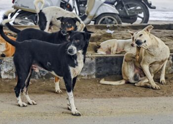 Supreme Court forms larger bench to review controversial order on stray dog removal in Delhi-NCR