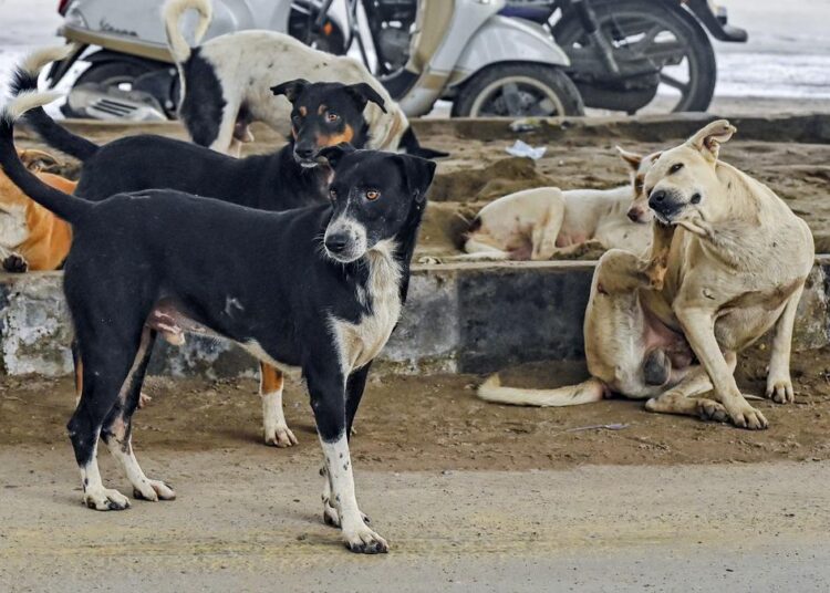 Supreme Court forms larger bench to review controversial order on stray dog removal in Delhi-NCR