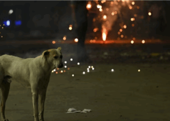 Supreme Court to Hear Delhi Stray Dog Case on October 27; Four Related Pleas Also Listed