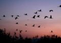 Lesser Florican: Satellite Study Maps 60,000-Sq-Km High-Density Migration Corridor Across India
