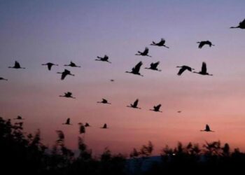 Lesser Florican: Satellite Study Maps 60,000-Sq-Km High-Density Migration Corridor Across India