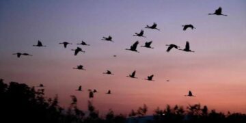 Lesser Florican: Satellite Study Maps 60,000-Sq-Km High-Density Migration Corridor Across India