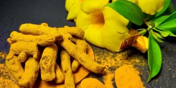 Lakadong Turmeric: Can Meghalaya Turn a Hill Crop Into a Global Brand?