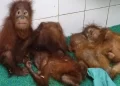 Odisha STF Detains Three In Digha Over Recovery Of Five Critically Endangered Orangutans