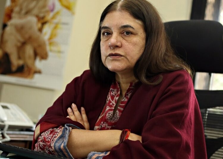 New rules on animal testing must take India forward, not backwards: Maneka Gandhi Officials maintain the changes seek to simplify approvals for research institutions, pharmaceutical and biomedical industries. Updated on: Oct 26, 2026, 14:54:47 IST By Jasjeev Gandhiok Prefer HTPrefer HT Prefer HT on Google Share The Centre’s draft rules governing animal experimentation have triggered concerns among animal rights groups, which say the changes could weaken independent oversight and make it easier for laboratories to conduct experiments on animals. However, officials maintain the changes seek to simplify approvals for research institutions, pharmaceutical and biomedical industries. Former Union minister Maneka Gandhi. Former Union minister Maneka Gandhi. HT speaks to animal rights activist and former Union minister Maneka Gandhi, a long-time campaigner against animal experimentation. Edited excerpts: A major change to animal experimentation, proposed in the draft, is that mild and moderate experiments could be approved by an institution’s own ethics committee rather than going to the central regulator. In practical terms, what does this change mean for an animal inside a laboratory? Does it make it easier for more animals to be experimented on? It means the animal loses the one independent pair of eyes that was looking at its fate. Today, experiments on animals larger than a rat go to the central regulator, and there is at least someone outside the building asking whether this experiment is necessary at all. Under the draft, the people who want to do the experiment, their colleagues and their department heads will be the ones approving it. And it is the institution itself, through its own veterinarian, that decides whether the experiment is mild or moderate in the first place. No institution has ever turned down its own funding. So yes, it will make it easier, and it will make it faster, and that means more animals. Mild and moderate are also the bulk of experiments, so we are effectively handing over most of animal experimentation in India to self regulation. The draft classifies experiments as mild, moderate, severe and non-recovery. Is there a concern that the institution conducting the research will effectively decide how severe the experiment is. Does this leave a grey area? It isn’t grey, it is completely black. Under this draft, the institution that wants to do the experiment is also the one that decides which category it falls into. That decision matters enormously, because if the experiment is classified as mild or moderate, the institution’s own committee approves it and it never goes to the central regulator. Only severe and non-recovery experiments on larger animals go outside. So the same people who want the experiment approved are deciding whether anyone independent will ever examine it. That is a clear conflict of interest, and it will push experiments towards the lower categories. Starving a rat for a day is called mild. Keeping a social animal alone in a cage is mild. Starving it for two days, or putting it through distress it cannot escape, is moderate. So is testing herbal products, testing established drugs, and anything described as having “known and reversible effects,” which could mean almost anything. This is not a scientific list. It is the most common commercial work. The draft also creates exceptions and allows laboratories to use animals from open markets, unregistered sources, and in certain circumstances, stray, feral, wild and protected animals. What is the biggest risk that this may create for animals in practice? Could community dogs, lost pets or animals taken from the wild find their way into laboratories? The biggest risk is that nobody will know where an animal came from. The whole point of registered breeders was traceability. Once you allow open markets and unregistered sources for cattle, goats, birds and fish, you create a demand, and in this country demand is met very quickly by people who will pick up anything. Strays and wild animals can be used if a “competent authority” permits it, and the draft never says who that is. Community dogs, someone’s lost pet, birds from illegal markets, all of it can find its way into a laboratory. These exceptions should be removed completely. If a lab cannot get an animal from a registered source, it should not be doing that experiment. The draft formally incorporates the principles of replacement, reduction and refinement, but critics say these safeguards become weaker if institutions themselves are approving experiments. Do you believe India should now be moving towards replacing animal experiments altogether, particularly when the health ministry has already allowed certain drug testing through non-animal methods? What should the rules do differently? Yes, and we are not starting from zero. The health ministry has already amended the drug rules to accept non-animal methods. The world is moving this way because these methods are often more predictive for humans than a mouse ever was. Writing replacement, reduction and refinement into the rules means nothing if the person checking compliance is the institution itself. The rules should make it mandatory to show that no validated alternative exists before an animal is used, set up a national body to validate and promote alternatives, put money into them, and set timelines to phase out animal use in areas where alternatives are already available. A rule that only mentions replacement as a principle is decoration. You have worked on animal experimentation regulation for decades. What specific changes would you want the government to make to this draft? I don’t think this draft can be fixed. There is hardly a provision in it that doesn’t need changing, and when everything needs to change, it is better to start again. So the draft should be put aside and written afresh, this time with independent scientists, animal welfare organisations and legal experts at the table. The new rules must take India forward, not backwards. Animals already have certain protections under the law which cannot be taken away. New should be building on them.