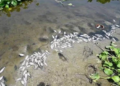 Dead Fish Found in Yamuna Near Delhi’s Burari, Trigger Alarm Over River Pollution