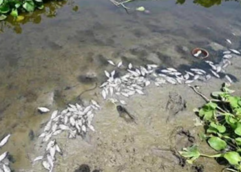 Dead Fish Found in Yamuna Near Delhi’s Burari, Trigger Alarm Over River Pollution