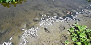 Dead Fish Found in Yamuna Near Delhi’s Burari, Trigger Alarm Over River Pollution