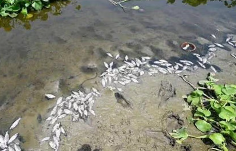 Dead Fish Found in Yamuna Near Delhi’s Burari, Trigger Alarm Over River Pollution